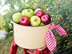 サンふじ 特選品 LLサイズ14_net